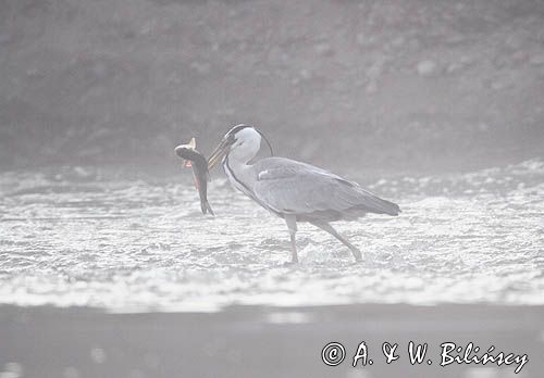czapla siwa, Ardea cinerea, rzeka San, Pogórze Dynowskie