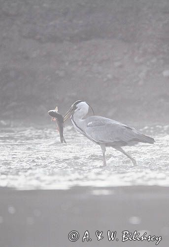 czapla siwa, Ardea cinerea, rzeka San, Pogórze Dynowskie