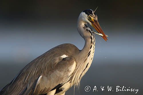 czapla siwa Ardea cinerea