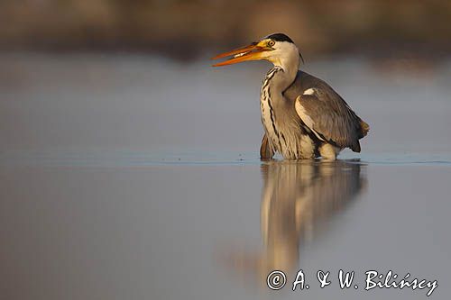 czapla siwa Ardea cinerea