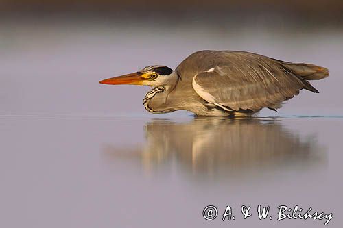 czapla siwa Ardea cinerea
