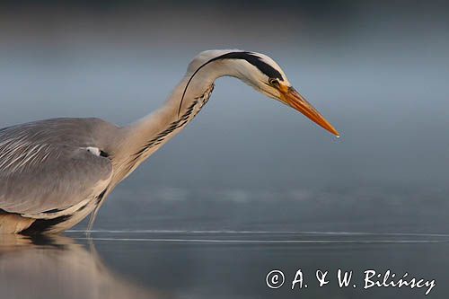 czapla siwa Ardea cinerea