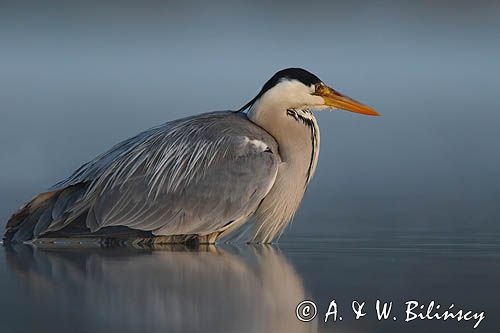 czapla siwa Ardea cinerea