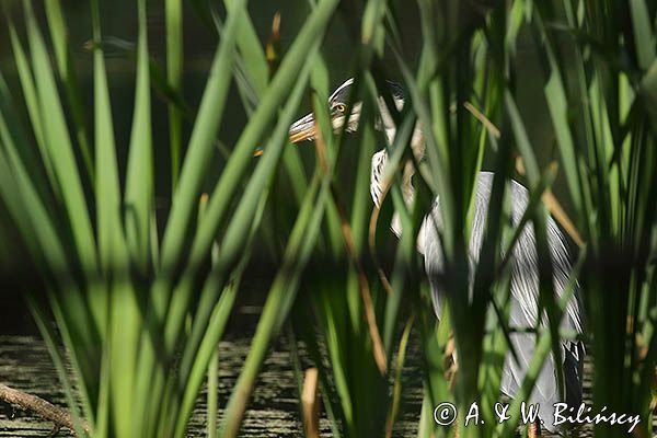 czapla siwa Ardea cinerea