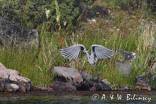 czapla siwa, Ardea cinerea
