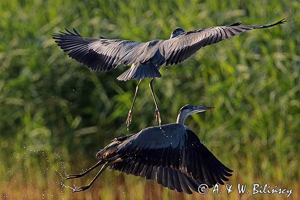 Czaple siwe, Ardea cinerea