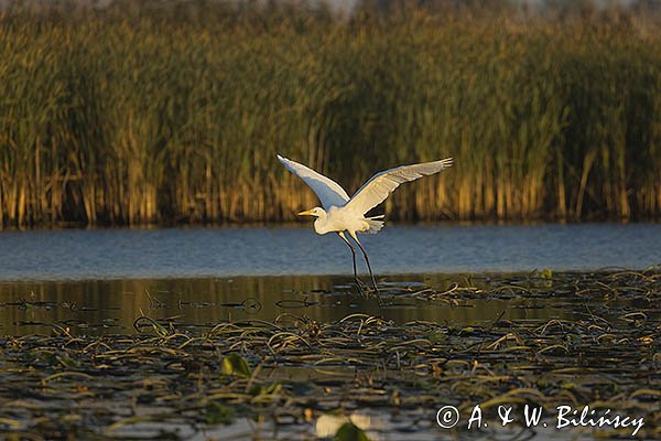 Czapla biała, Casmerodius albus, Ardea alba, Egretta alba