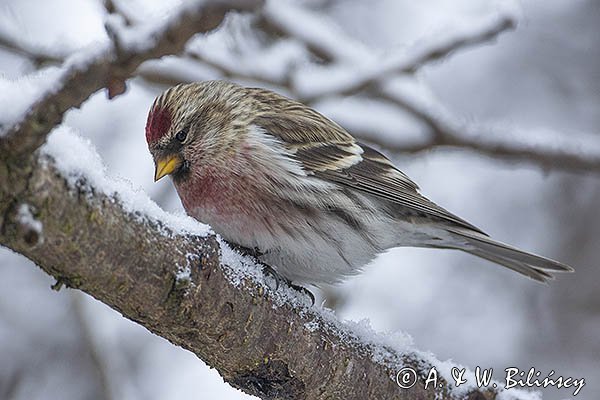 Czeczotka, Carduelis flammea, Acanthis flammea, samiec