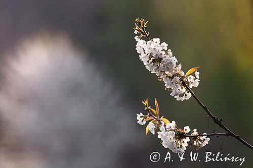kwitnąca czereśnia, wiśnia ptasia, Prunus avium