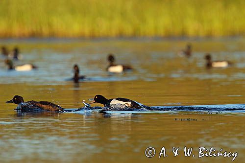 Czernica, kaczka czernica, Aythya fuligula, para
