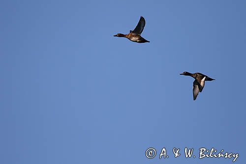 Czernica, kaczka czernica, Aythya fuligula, para