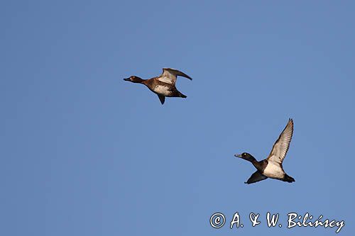 Czernica, kaczka czernica, Aythya fuligula, para