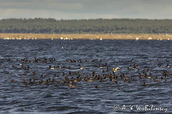 Czernica, kaczka czernica, Aythya fuligula, Mewia łacha