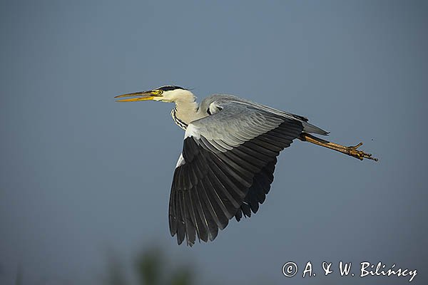 Czapla siwa, Ardea cinerea