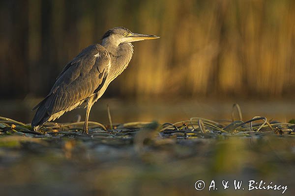 Czapla siwa, Ardea cinerea