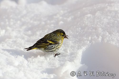 czyż, czyżyk Carduelis spinus