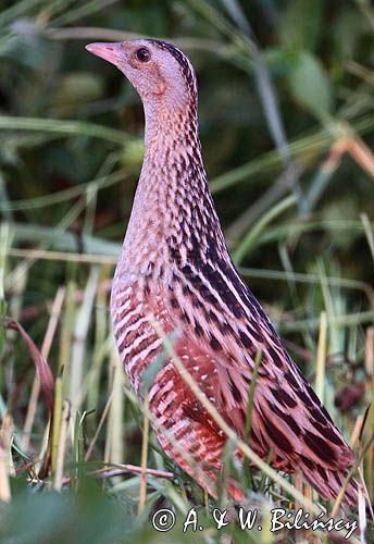 derkacz, Crex crex, samiec