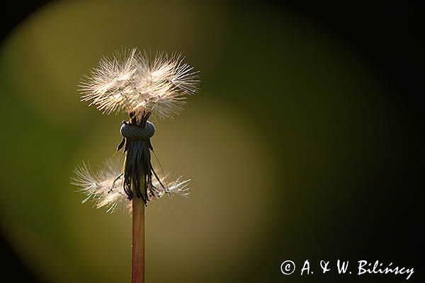 Taraxacum officinale, mniszek lekarski