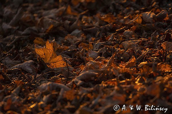 Jesień, liście na drodze, Bieszczady