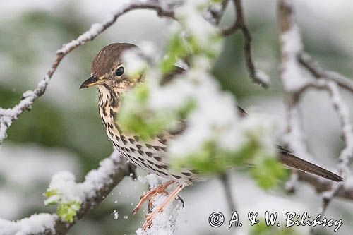 Drozd śpiewak, śpiewak, Turdus philomelos