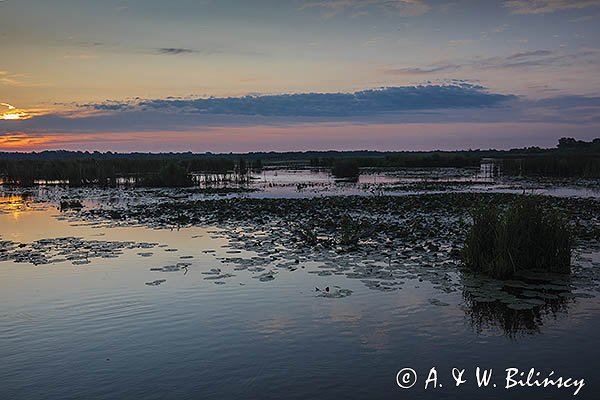 Jezioro Drużno, Druzno, rezerwat przyrody