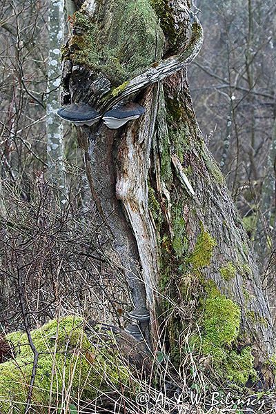 Drzewo z mchami i hubami