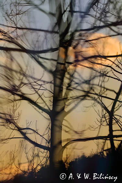 Drzewo w krzywym zwierciadle, odbicie