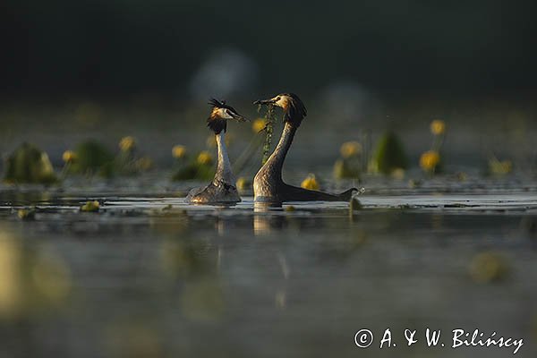 Perkoz dwuczuby, Podiceps cristatus, zaloty, gody