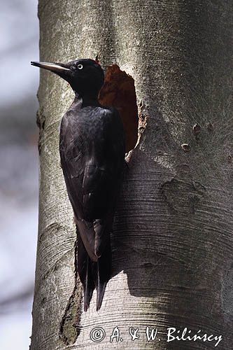 dzięcioł czarny przy dziupli, Dryocopus martius the black woodpecker, Dryocopus martius