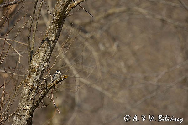 Dzięciołek, dzięcioł mały, Dendrocopos minor, samica