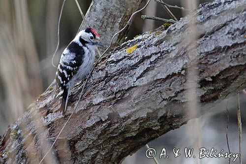 Dzięciołek, dzięcioł mały, Dryobates minor, samiec