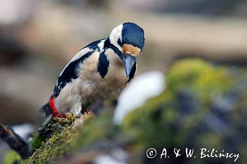 dzięcioł pstry duży Dendrocopos major samiec