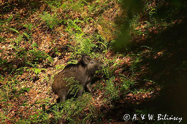 Dzik, Sus scrofa