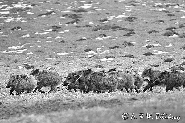 Dziki, sus scrofa