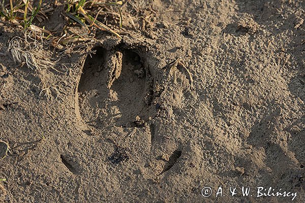 Trop dzika , Sus scrofa