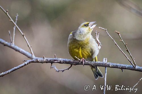 dzwoniec Carduelis chloris