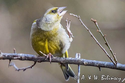 dzwoniec Carduelis chloris