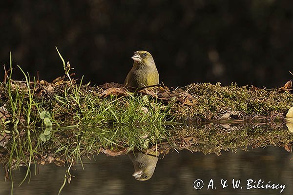 Dzwoniec Carduelis chloris