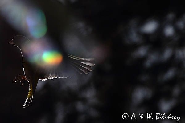 dzwoniec Carduelis chloris