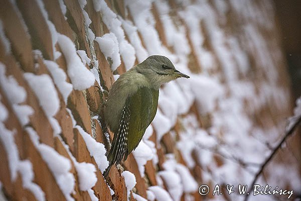 Dzięcioł zielonosiwy, Picus canus, samica