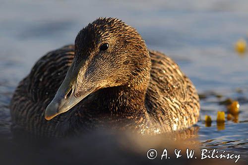 Edredony, Somateria mollissima, samica