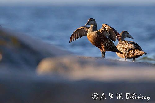 Edredony, Somateria mollissima, samica