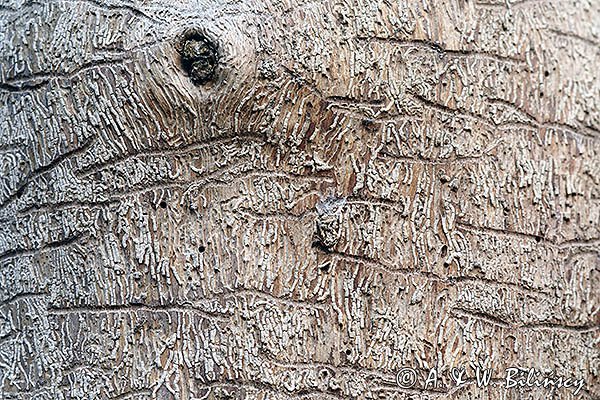 Korytarze drewnojadów, brzoza