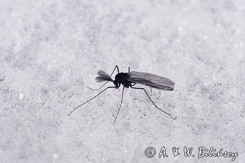 fauna naśnieżna Chironomidae ochotkowate, ochotka, samiec