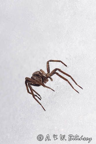 fauna naśnieżna, pająk darownik przedziwny /pająk namiotnik/ Pisaura mirabilis