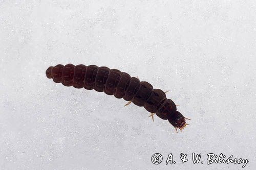 fauna naśnieżna, larwa larwy chrząszcza z rodziny omomiłków Cantharidae) , Cantharis fusca - omomiłek szary