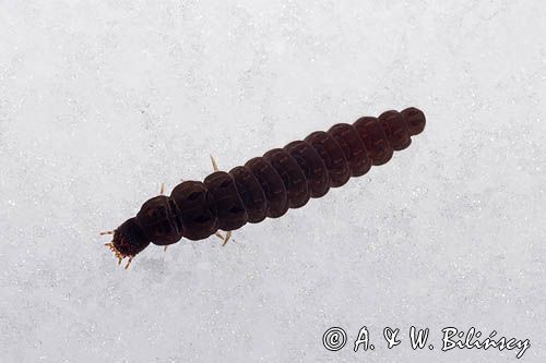 fauna naśnieżna, larwa larwy chrząszcza z rodziny omomiłków Cantharidae) , Cantharis fusca - omomiłek szary