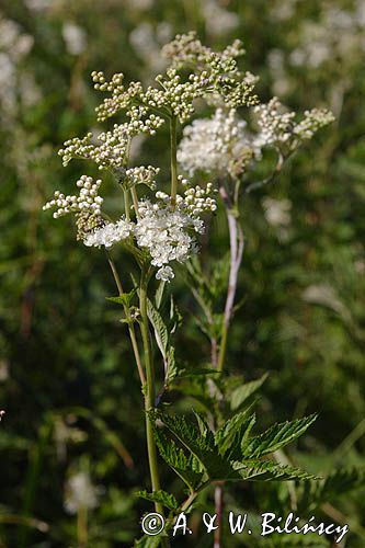 wiązówka błotna Filipendula ulmaria