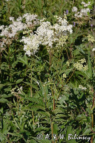wiązówka błotna Filipendula ulmaria