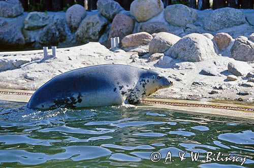 foka szara, fokarium na Helu Halichoerus grypus